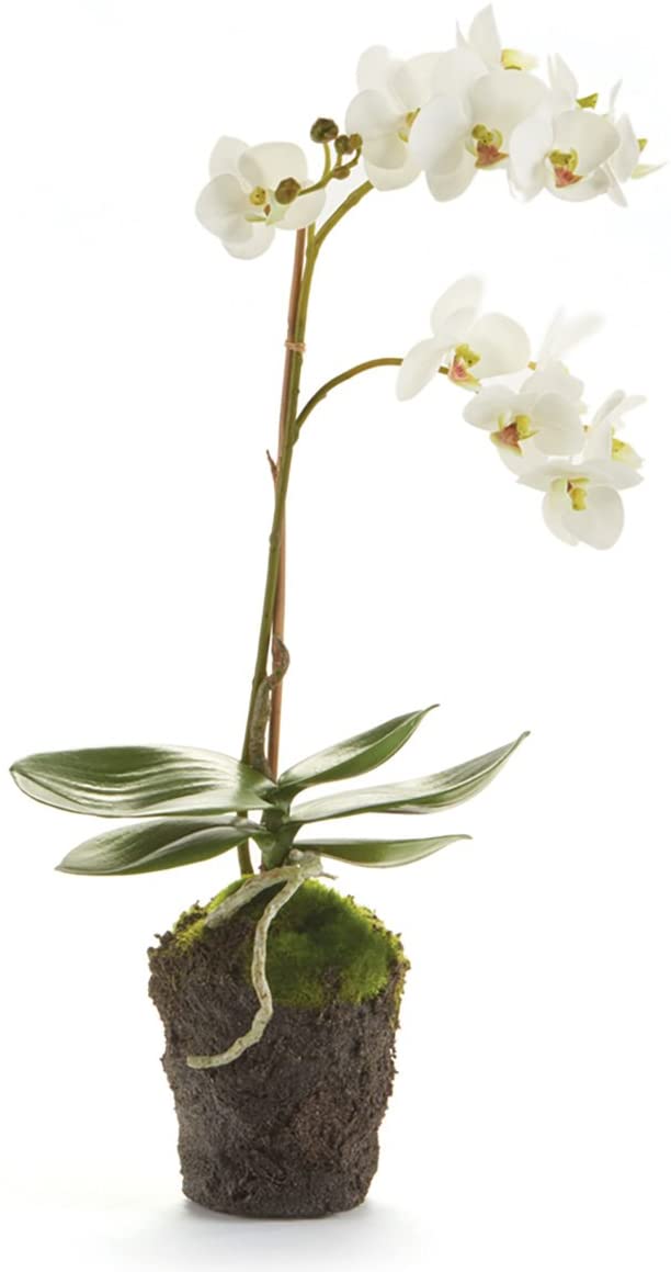 Napa Home & Garden K124W Phalaenopsis 17" Drop In White