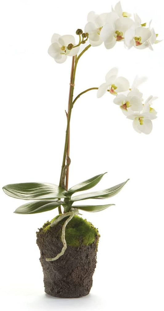 Napa Home & Garden K124W Phalaenopsis 17" Drop In White