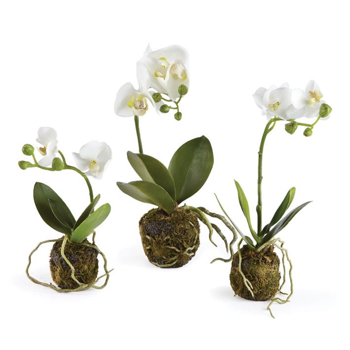 Napa Home & Garden DI1227 CC Phalaenopsis Drop-In