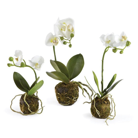 Napa Home & Garden DI1227 CC Phalaenopsis Drop-In